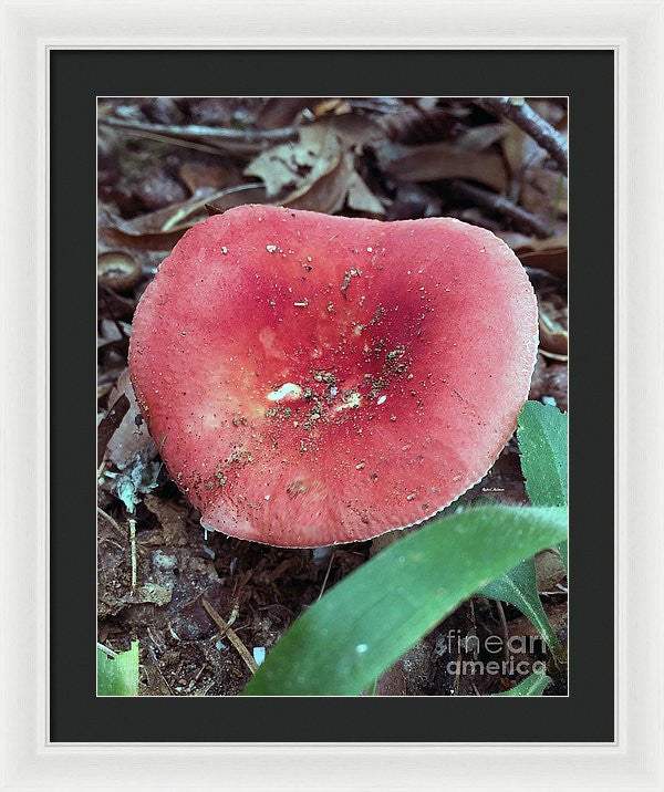 Framed Print - Mushrooms In The Woods