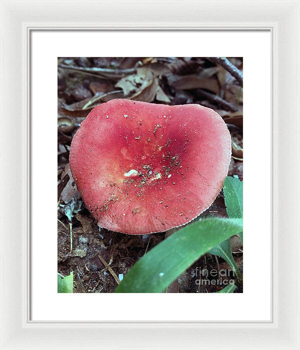 Framed Print - Mushrooms In The Woods