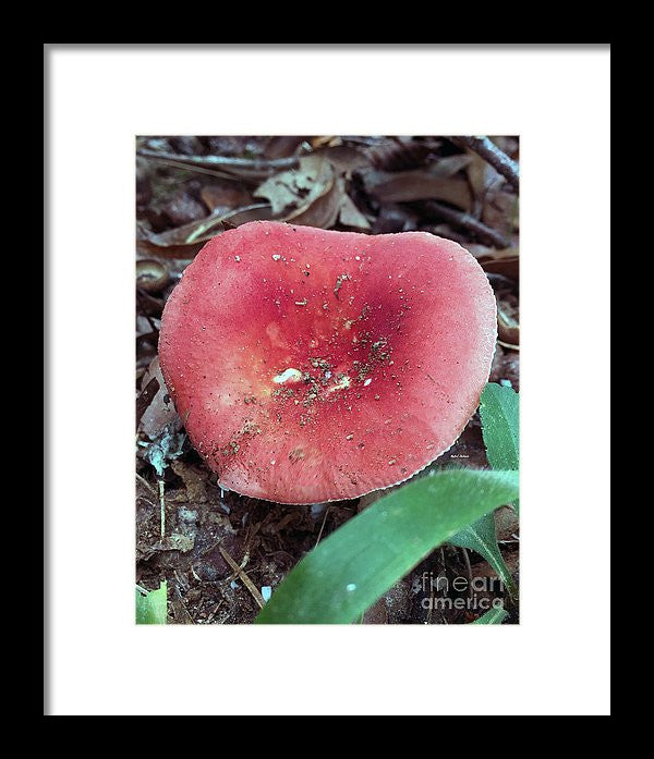 Framed Print - Mushrooms In The Woods