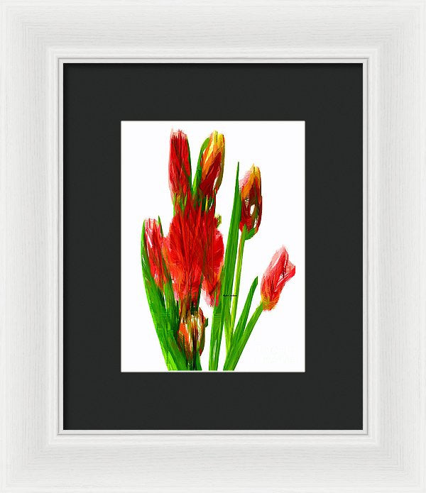 Framed Print - Red Tulips