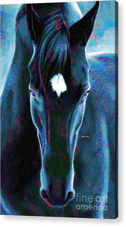 Acrylic Print - Stallion