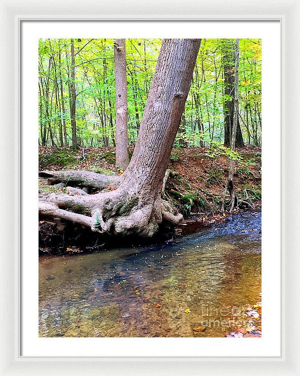 Framed Print - Still Standing Tree