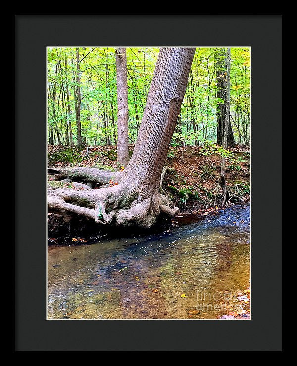 Framed Print - Still Standing Tree