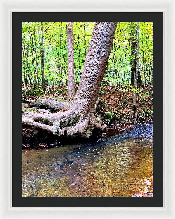 Framed Print - Still Standing Tree