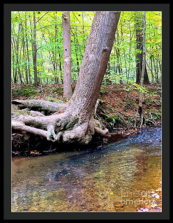 Framed Print - Still Standing Tree