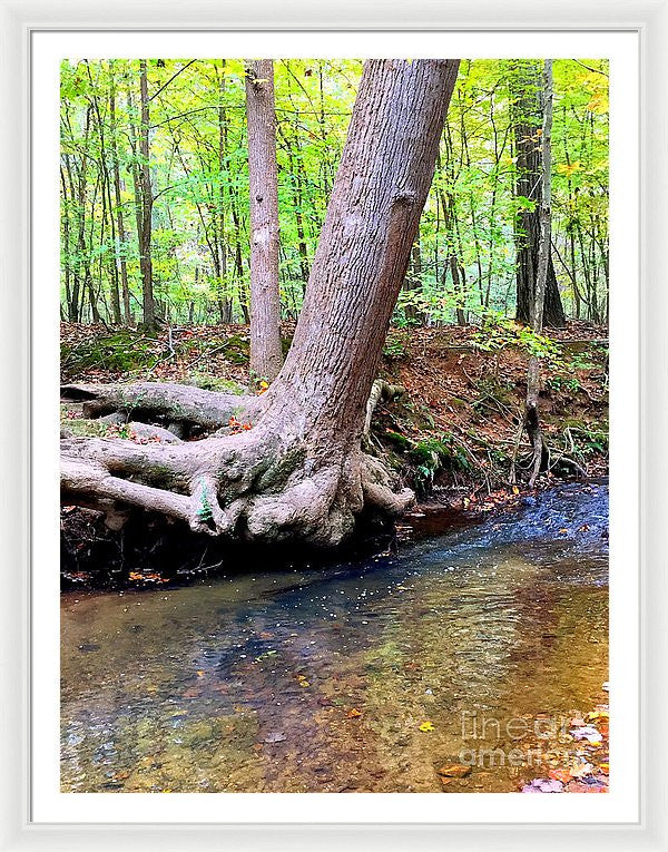 Framed Print - Still Standing Tree