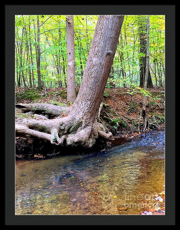 Framed Print - Still Standing Tree