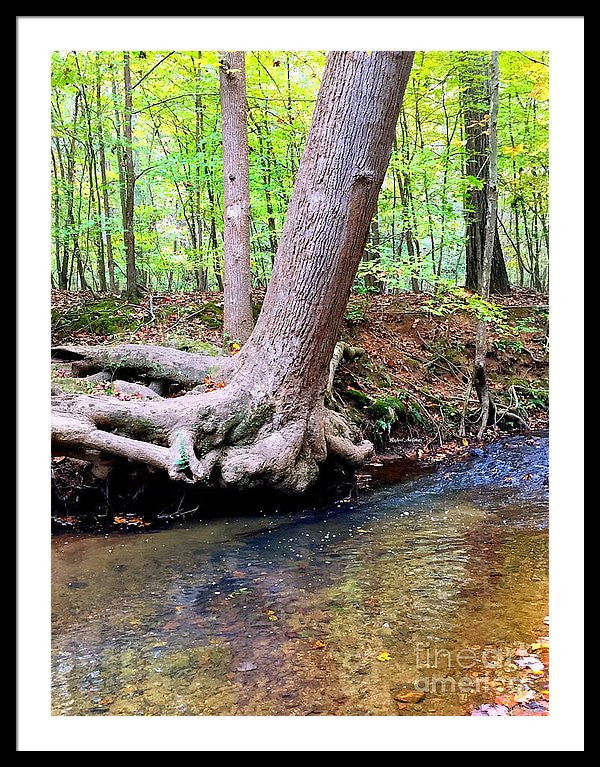 Framed Print - Still Standing Tree