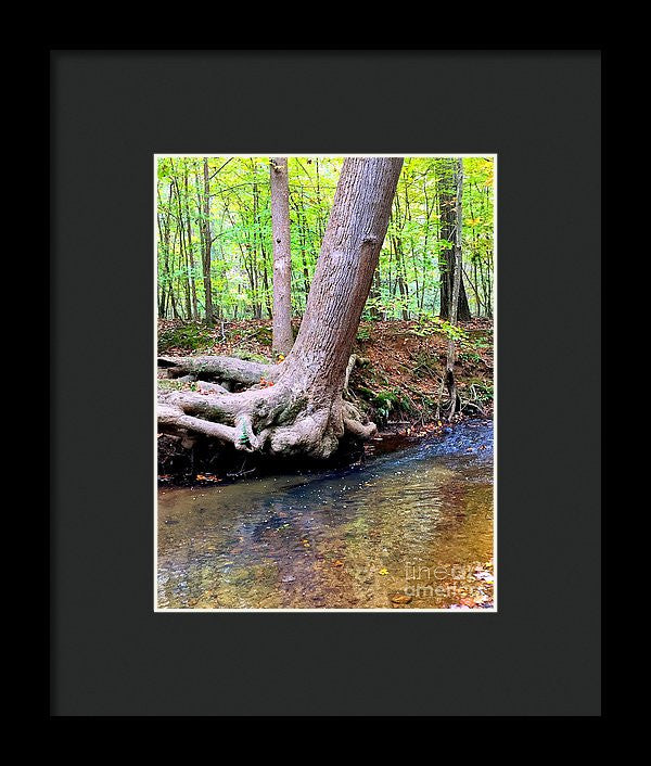 Framed Print - Still Standing Tree