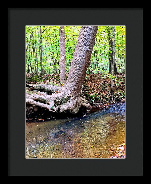 Framed Print - Still Standing Tree