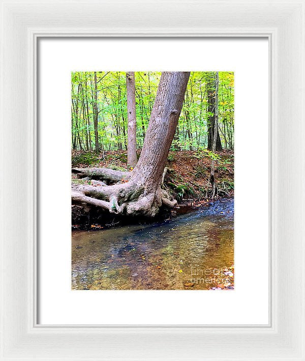 Framed Print - Still Standing Tree