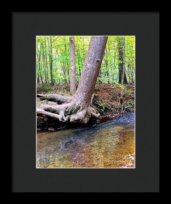 Framed Print - Still Standing Tree