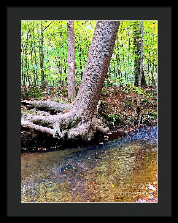 Framed Print - Still Standing Tree