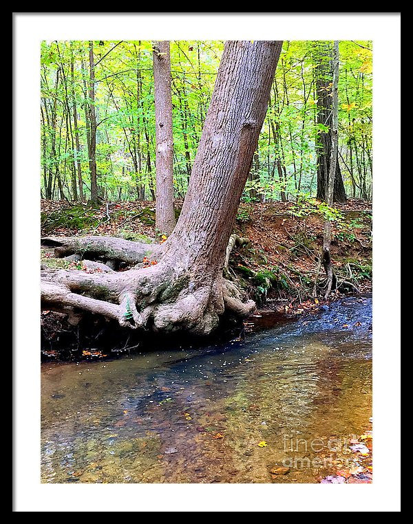 Framed Print - Still Standing Tree