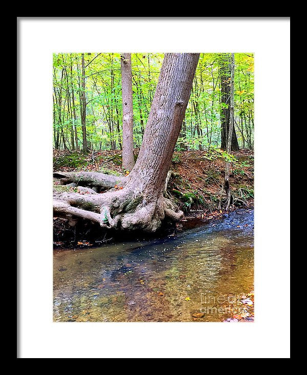 Framed Print - Still Standing Tree