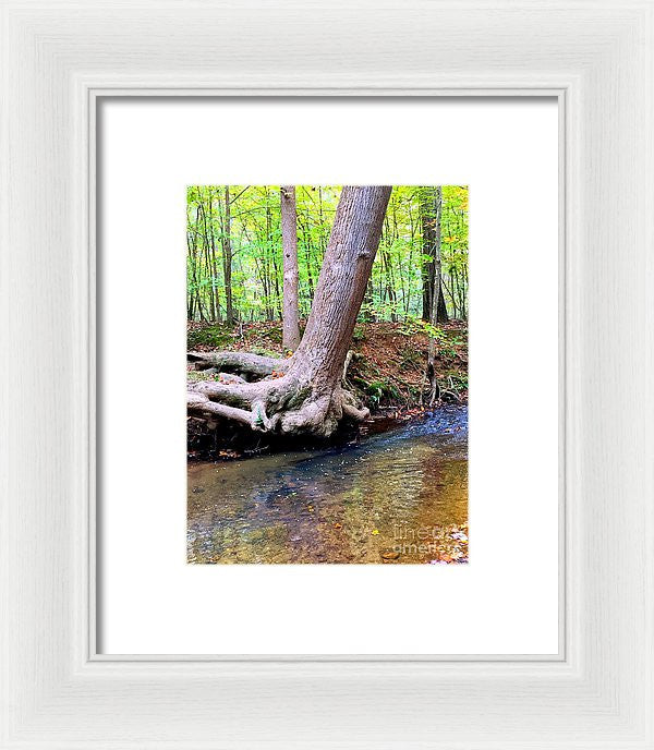 Framed Print - Still Standing Tree