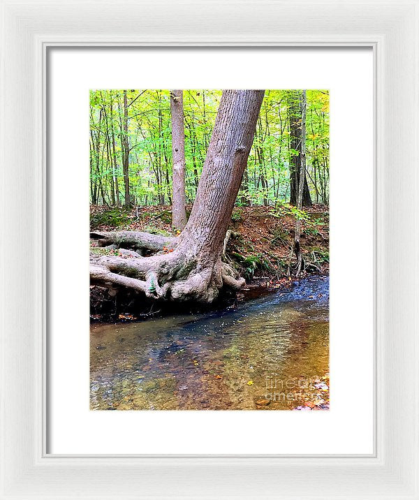 Framed Print - Still Standing Tree