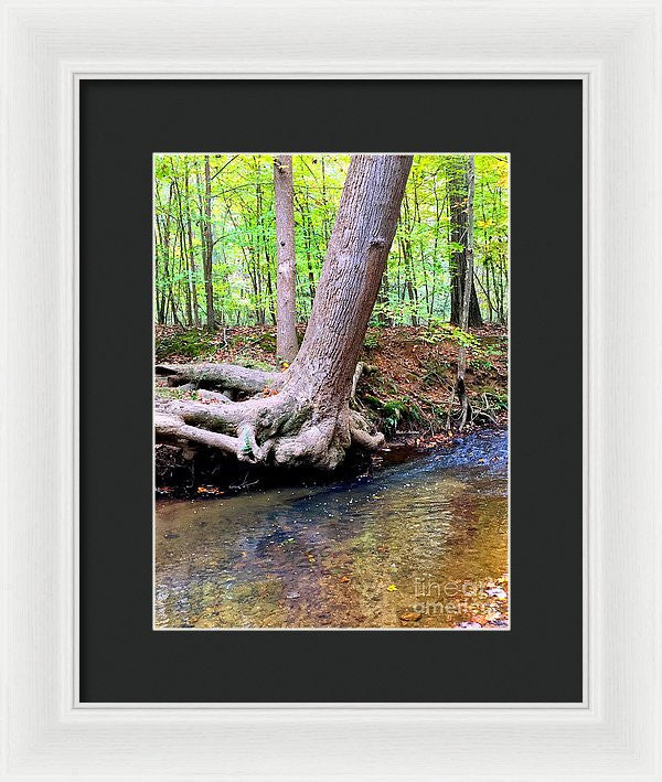 Framed Print - Still Standing Tree