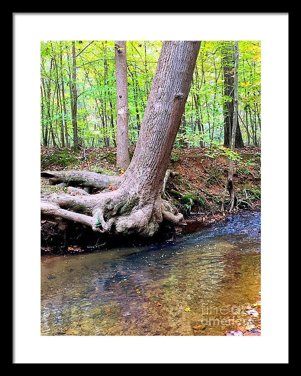 Framed Print - Still Standing Tree