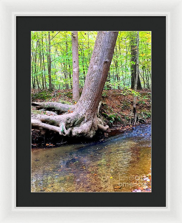 Framed Print - Still Standing Tree