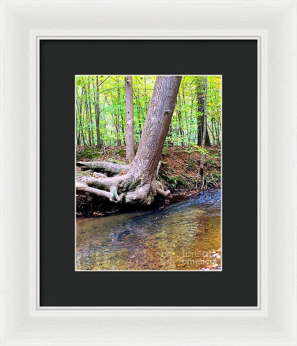 Framed Print - Still Standing Tree