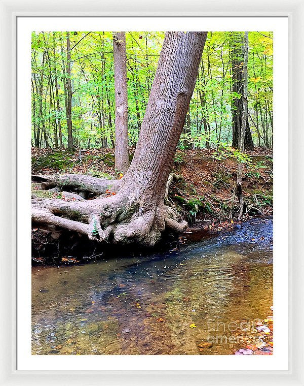 Framed Print - Still Standing Tree