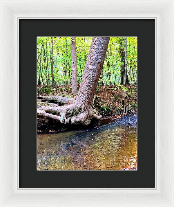 Framed Print - Still Standing Tree