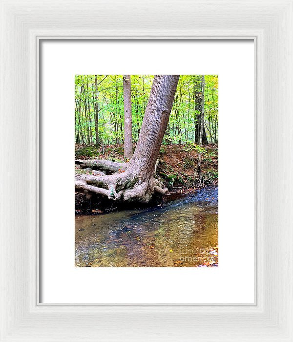 Framed Print - Still Standing Tree