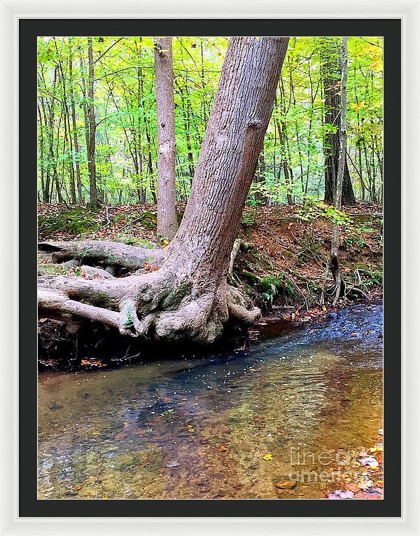 Framed Print - Still Standing Tree