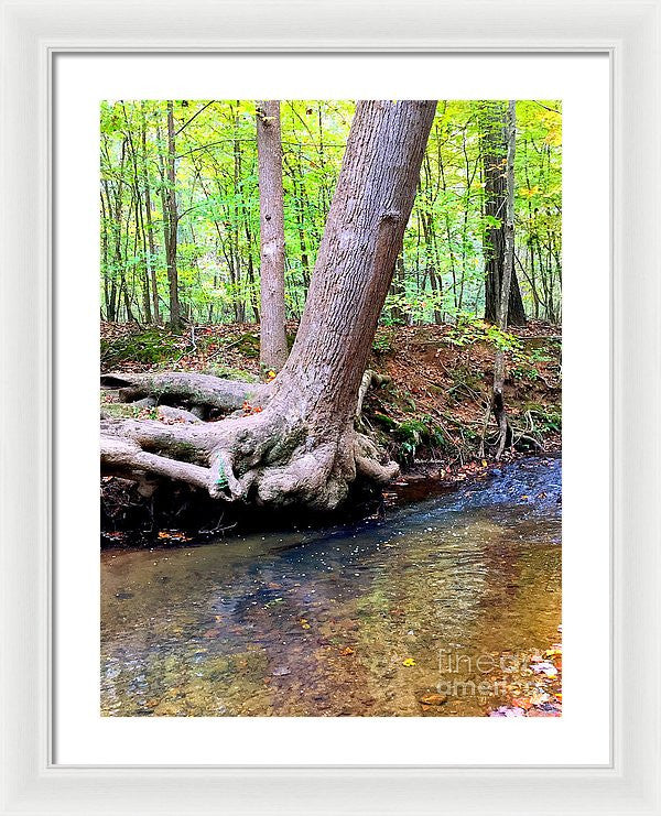 Framed Print - Still Standing Tree