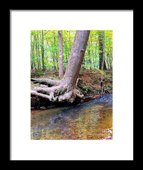 Framed Print - Still Standing Tree