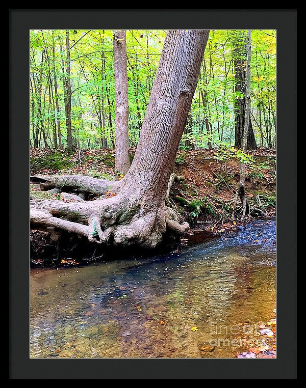 Framed Print - Still Standing Tree