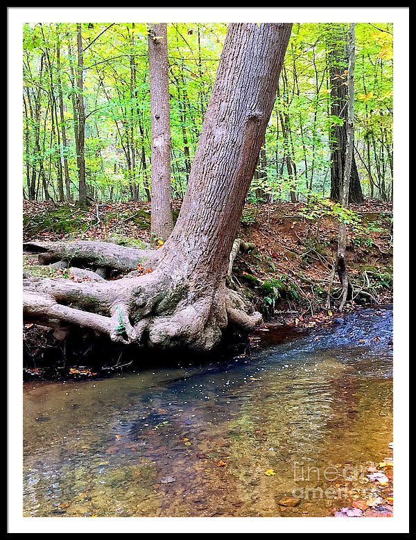 Framed Print - Still Standing Tree