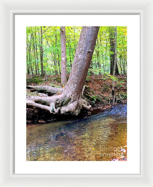 Framed Print - Still Standing Tree