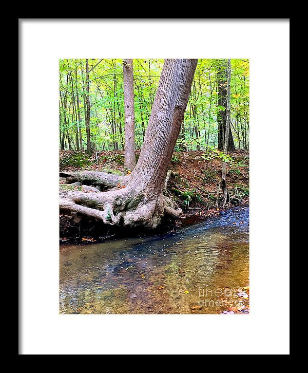 Framed Print - Still Standing Tree