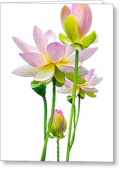 Tulipan - Greeting Card