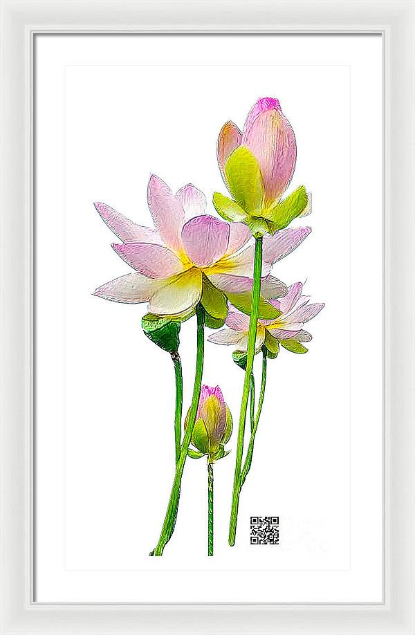 Tulipan - Framed Print