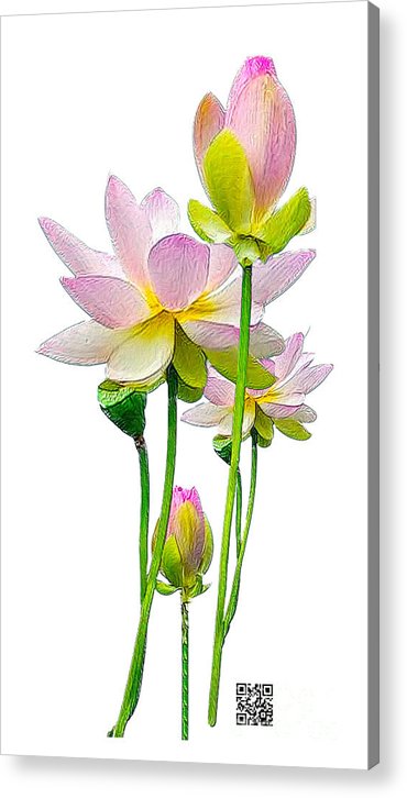 Tulipan - Acrylic Print