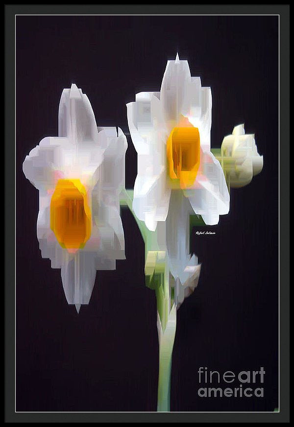 Framed Print - White And Yellow Flower