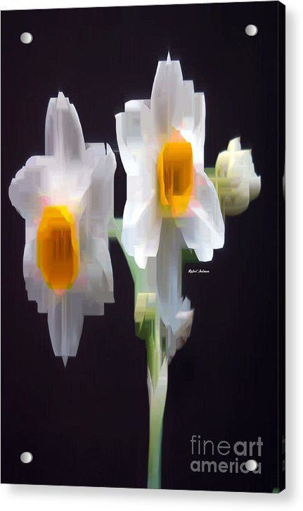 Acrylic Print - White And Yellow Flower