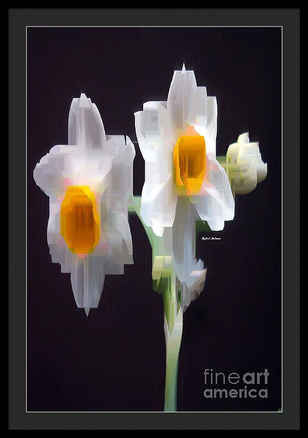 Framed Print - White And Yellow Flower